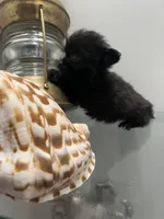 TINY, a female Yorkipoo for sale in Greenville, NC – Photo 2 of 3