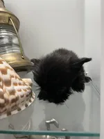 TINY, a female Yorkipoo for sale in Greenville, NC – Photo 3 of 3