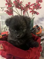 Tcup female  Yoripom, a female Pomeranian and Yorkshire Terrier for sale in Greenville, NC – 4 of 6