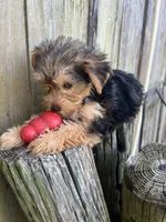F yorkie, a female Yorkshire Terrier for sale in Greenville, NC – 2 of 3