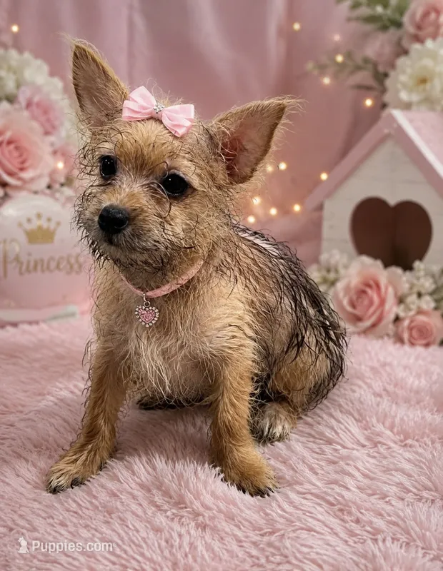 Sweetheart  – Yorkshire Terrier puppy for sale in Greenville, NC