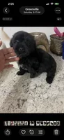 Blackie, a male Yorkipoo for sale in Greenville, NC – 3 of 3