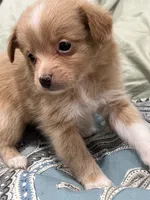 Gold Male palm/, a male Maltese and Pomeranian for sale in Greenville, NC – 2 of 3