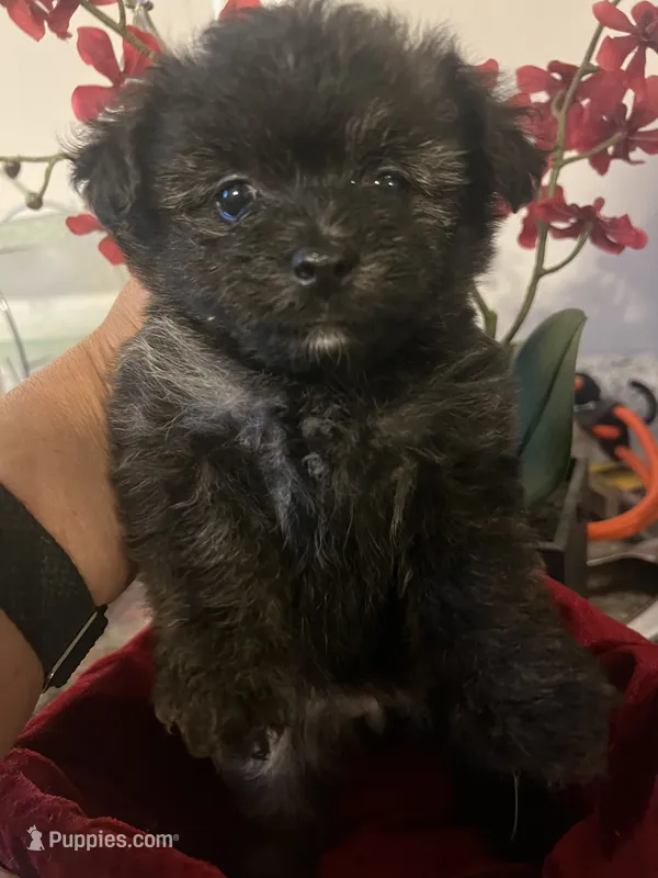 Tcup female  Yoripom – Pomeranian, Yorkshire Terrier puppy for sale in Greenville, NC