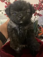 Tcup female  Yoripom, a female Pomeranian and Yorkshire Terrier for sale in Greenville, NC – 1 of 6