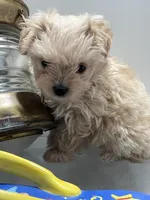 Fuzzy , a female Malchi for sale in Greenville, NC – Photo 4 of 4