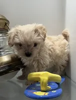 Fuzzy , a female Malchi for sale in Greenville, NC – Photo 3 of 4