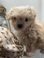 Fuzzy , a female Malchi for sale in Greenville, NC – Photo 2 of 4