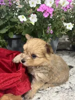 Pom pom, a male Pomeranian for sale in Greenville, NC – Photo 2 of 3