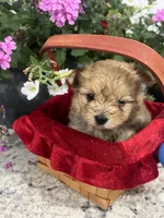 Pom pom, a male Pomeranian for sale in Greenville, NC – Photo 3 of 3