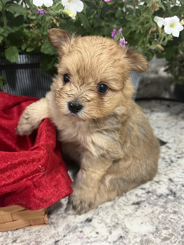 Pom pom, a male Pomeranian for sale in Greenville, NC – Photo 1 of 3