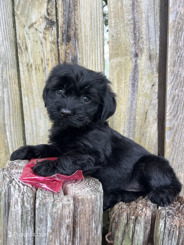 F Maltese/Shih Tzu – Maltese, Shih Tzu puppy for sale in Greenville, NC