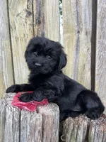 F Maltese/Shih Tzu, a female Maltese and Shih Tzu for sale in Greenville, NC – 1 of 4