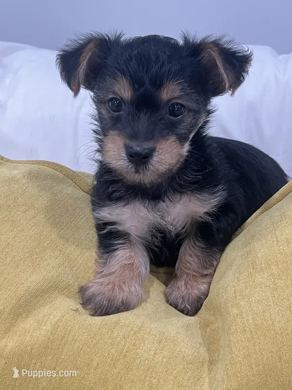 Handsome – Yorkshire Terrier puppy for sale in Greenville, NC