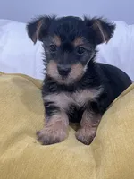 Handsome, a male Yorkshire Terrier for sale in Greenville, NC – 1 of 3