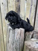 Male shihtzu, a male Maltese and Shih Tzu for sale in Greenville, NC – 3 of 3