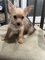 Cutie, a female Yorkshire Terrier for sale in Greenville, NC – 2 of 2