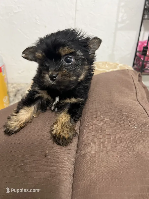 F yorki – Yorkshire Terrier puppy for sale in Greenville, NC