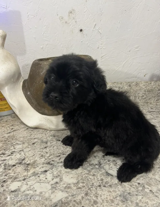 YORKIPOO – Yorkipoo puppy for sale in Greenville, NC