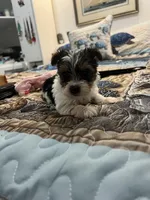 Yorket, a female Yorkshire Terrier for sale in Greenville, NC – Photo 2 of 4