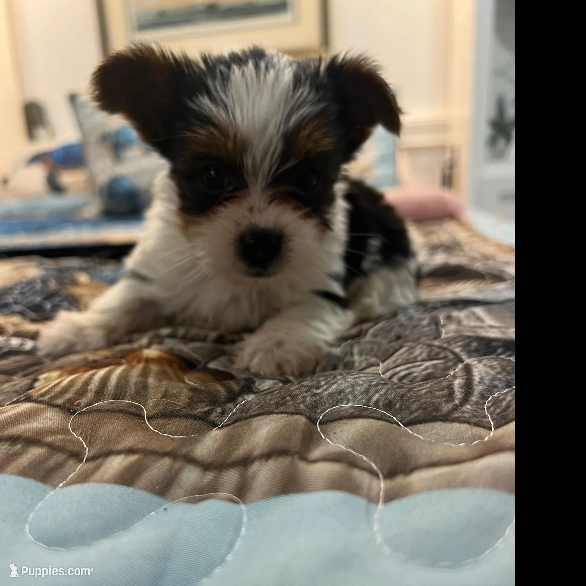 Yorket, a female Yorkshire Terrier for sale in Greenville, NC – Photo 4 of 4