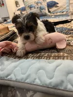 Yorket, a female Yorkshire Terrier for sale in Greenville, NC – Photo 3 of 4