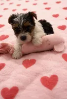 Yorket, a female Yorkshire Terrier for sale in Greenville, NC – Photo 1 of 4