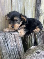 M Yorki, a male Yorkshire Terrier for sale in Greenville, NC – 3 of 3