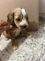 Cockapoo two, a male Cocker Spaniel and Poodle - Miniature  for sale in Greenville, NC – 2 of 3