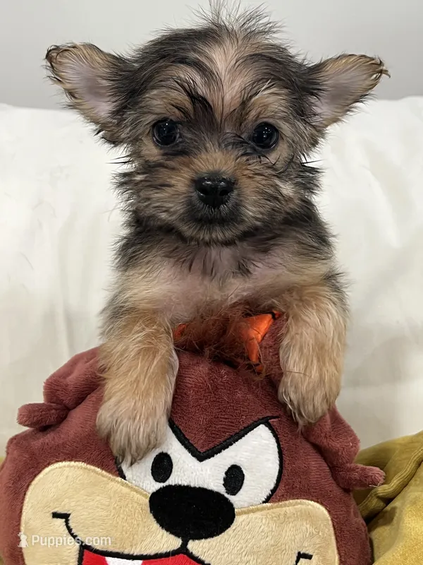F yorki – Yorkshire Terrier puppy for sale in Greenville, NC
