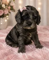 Cockapoo, a female Cocker Spaniel and Poodle - Miniature  for sale in Greenville, NC – 1 of 4