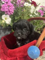 Blackie, a male Mal Shi for sale in Greenville, NC – Photo 2 of 3