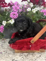Blackie, a male Mal Shi for sale in Greenville, NC – Photo 3 of 3