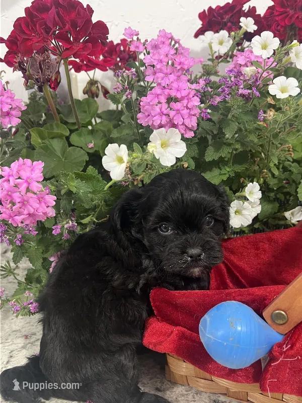 Blackie – Mal Shi puppy for sale in Greenville, NC