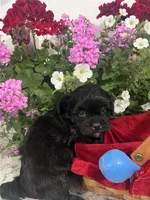 Blackie, a male Mal Shi for sale in Greenville, NC – Photo 1 of 3