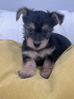 Handsome, a male Yorkshire Terrier for sale in Greenville, NC – 2 of 3