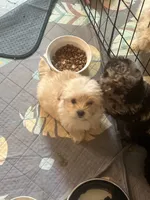 F Pomeranian/Maltese, a female Maltese and Pomeranian for sale in Greenville, NC – 2 of 4