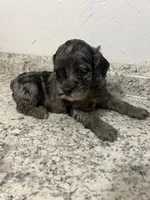 Cockapoo, a female Cocker Spaniel and Poodle - Miniature  for sale in Greenville, NC – 4 of 4