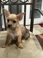 Sweetheart , a female Chihuahua and Yorkshire Terrier for sale in Greenville, NC – 3 of 4