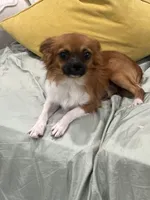Cuddles, a male Chihuahua for sale in Greenville, NC – 2 of 3