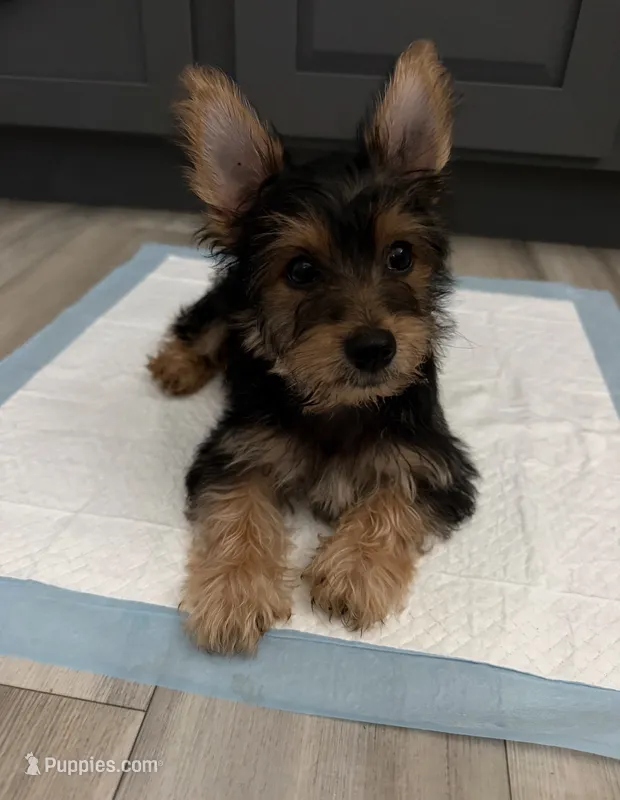 M Yorki – Yorkshire Terrier puppy for sale in Greenville, NC