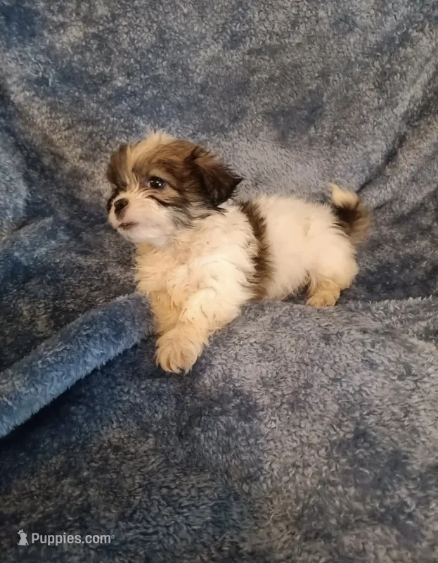 M Shihtzu  – Shih Tzu puppy for sale in Greenville, NC