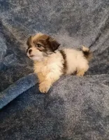 M Shihtzu , a male Shih Tzu for sale in Greenville, NC – 1 of 4