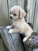 F pekingese/Maltese, a female Maltese and Pekingese for sale in Greenville, NC – 3 of 4