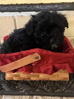 M Malshi , a male Maltese and Shih Tzu for sale in Greenville, NC – 2 of 3