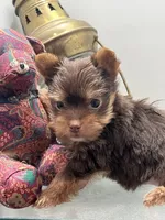 M Yorkii, a male Yorkshire Terrier for sale in Greenville, NC – 4 of 5