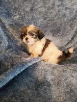 M Shihtzu , a male Shih Tzu for sale in Greenville, NC – 4 of 4