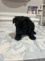 Maltipom, a female Maltipom for sale in Greenville, NC – Photo 3 of 3