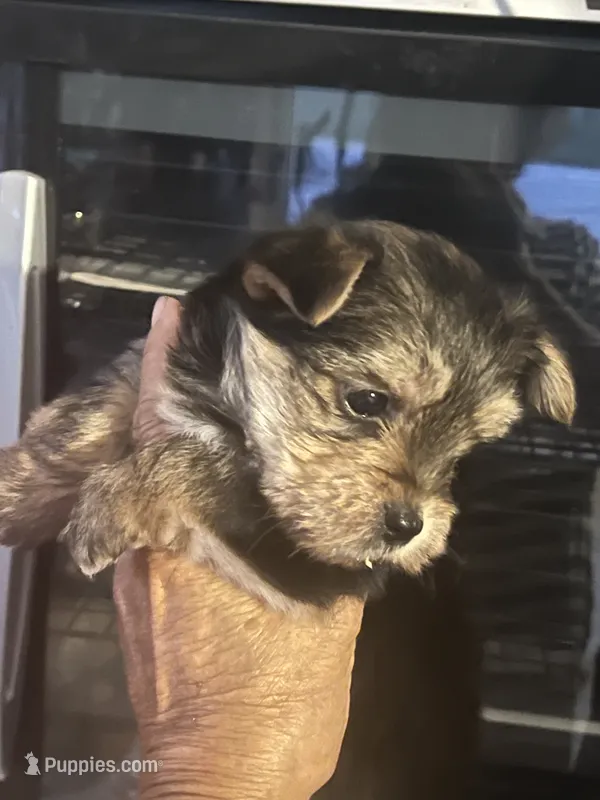 Morki – Morkie puppy for sale in Greenville, NC