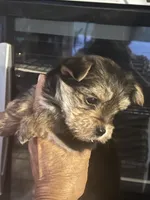 Morki, a female Morkie for sale in Greenville, NC – 1 of 2